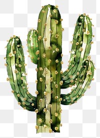 PNG Cactus plant white background chandelier.