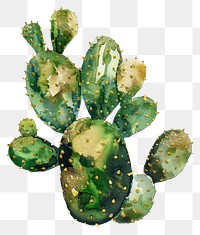 PNG Cactus plant white background freshness.