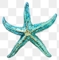 PNG A Turquoise starfish invertebrate animal shark