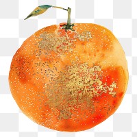PNG A orange fruit grapefruit astronomy outdoors.
