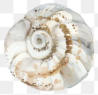 PNG A shell invertebrate seashell clothing