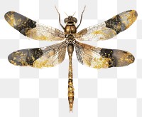 PNG Dragonfly invertebrate anisoptera animal