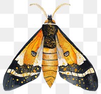 PNG Moth butterfly insect animal