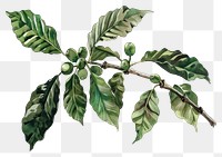 PNG Monochromatic coffee plant annonaceae blossom produce.