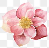 PNG Pink flower blossom petal plant