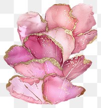 PNG Petals carnation blossom flower