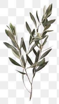 PNG Olive branches blossom herbal flower