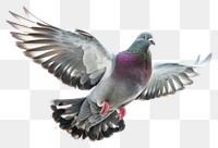 PNG Pigeon flying animal bird white background.