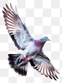 PNG PIGEON flying pigeon animal bird.