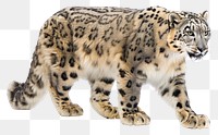 PNG Snow leopard wildlife panther animal.