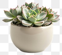 PNG Succulent pot planter pottery vase.
