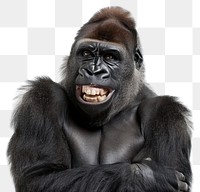 PNG Smile gorilla wildlife animal mammal