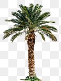 PNG Palm tree arecaceae plant.