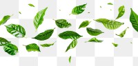 PNG Tea leaves beverage herbal plant
