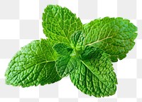 PNG Macro photo of a fresh mint leaf plant herbs white background.