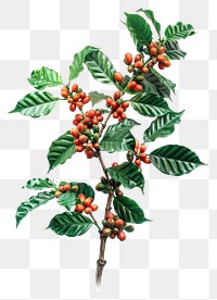 PNG A coffee plant fruit outdoors beverage