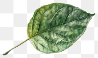 PNG Leaf Series leaf plant white background.