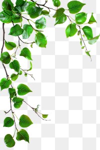 PNG Tree branch with green leaf border backgrounds plant herbs.