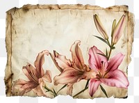 PNG Lily flower plant paper.