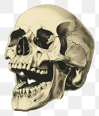 PNG  Human skull drawing sketch art