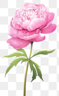 PNG Blossom flower plant peony.