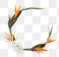 PNG Bird of paradise frame flower wreath plant.