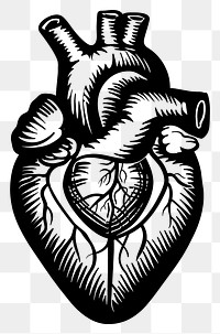 PNG Heart drawing sketch symbol.