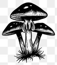 PNG Mushroom drawing fungus sketch.