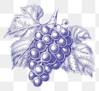 PNG Vintage drawing Grapes grapes sketch fruit.