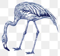 PNG Vintage drawing Flamingo flamingo animal bird.