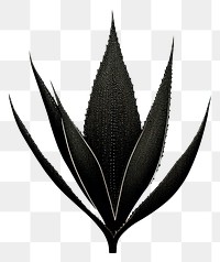 PNG Silkscreen of a aloe vera plant black leaf.