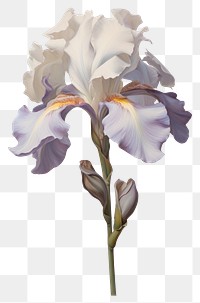 PNG Close up on pale a iris flower painting petal plant