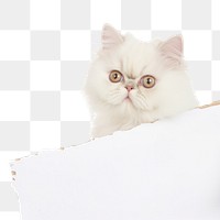 PNG White persian cat ripped paper animal mammal kitten.