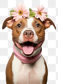 PNG American Pitbull Terrier Dog Daisy flower pitbull animal.