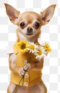 PNG Chihuahua Dog Daisy flower animal dog.