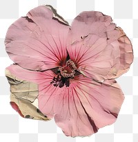 PNG Pink flower shape hibiscus blossom petal