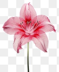 PNG Silkscreen of a amaryllis nature flower petal.