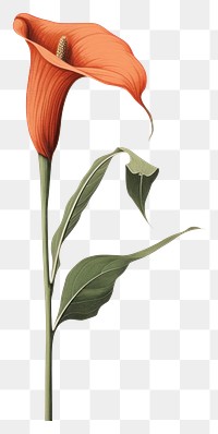 PNG Silkscreen of calla lily nature flower plant