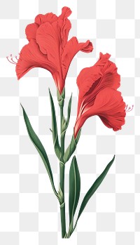 PNG Silkscreen of gladiolus flower nature plant.