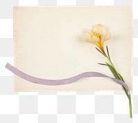 PNG  Crocus ephemera envelope daffodil blossom.