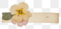 PNG  Primrose ephemera accessories accessory blossom.