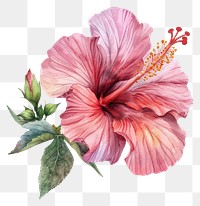 PNG  Hibiscus blossom flower plant.