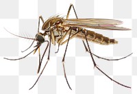 PNG Mosquito invertebrate animal insect.