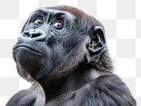 PNG Gorilla looking confused wildlife animal mammal.