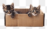 PNG Kittens in cardboard box animal mammal carton.