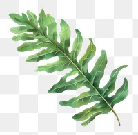 PNG  Cute tropical leaves plant leaf fern
