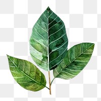 PNG  Cute tropical leaves tobacco plant leaf.
