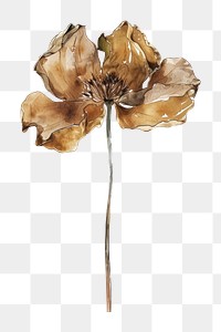 PNG  Dried flower art accessories accessory