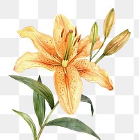 PNG  Lily blossom flower anther