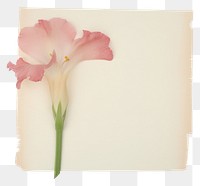 PNG  Gladiolus ephemera blossom flower canvas.